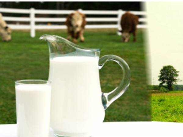 : Informacja dot. kwotowania produkcji mleka - ...